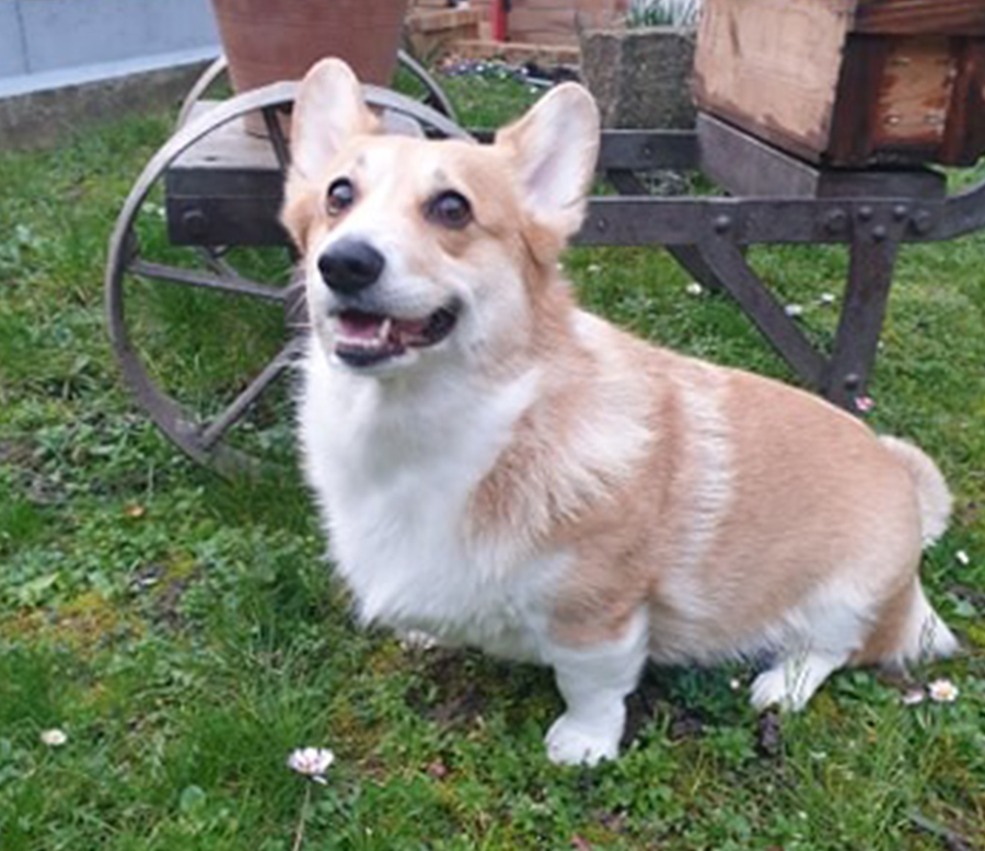 Jade Agence d'animaux - Production audiovosuelle - Film, Tournage, Clip, Série - Agence Orphéa