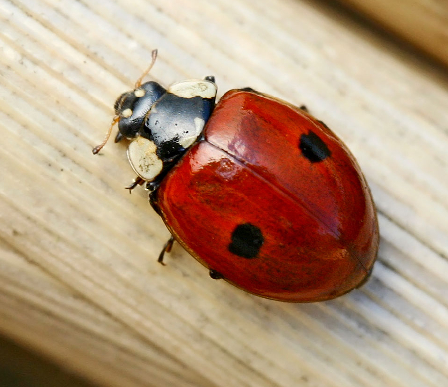 Coccinelle Adelia Bipunctata Agence d'animaux - Production audiovosuelle - Film, Tournage, Clip, Série - Agence Orphéa