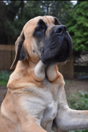 Mélia Agence d'animaux - Production audiovosuelle - Film, Tournage, Clip, Série - Agence Orphéa