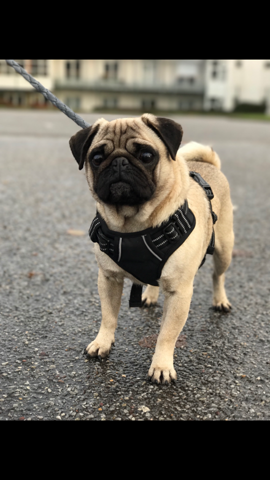 Happy Agence d'animaux - Production audiovosuelle - Film, Tournage, Clip, Série - Agence Orphéa