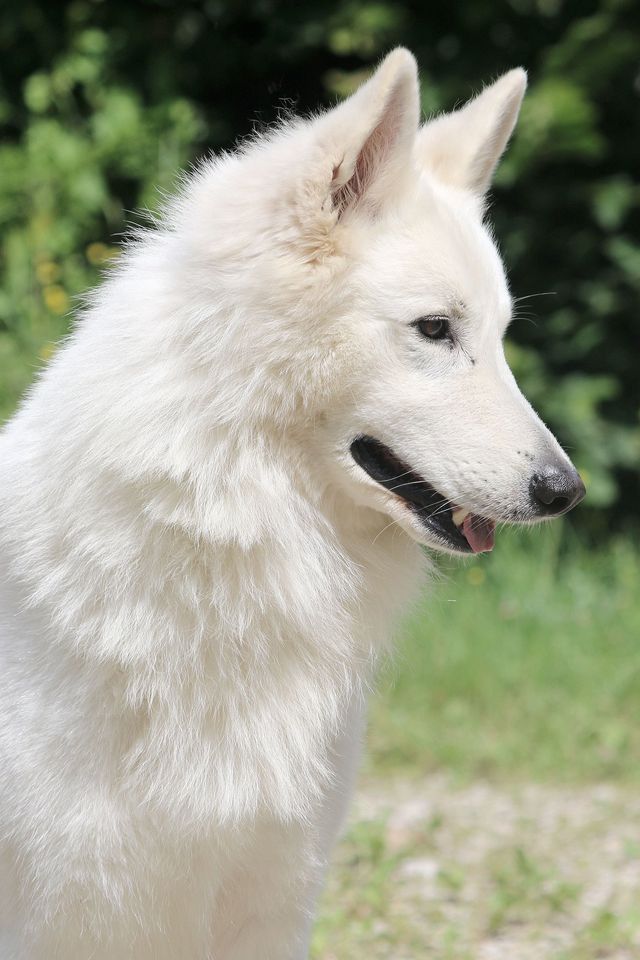 Hiroshima Agence d'animaux - Production audiovosuelle - Film, Tournage, Clip, Série - Agence Orphéa