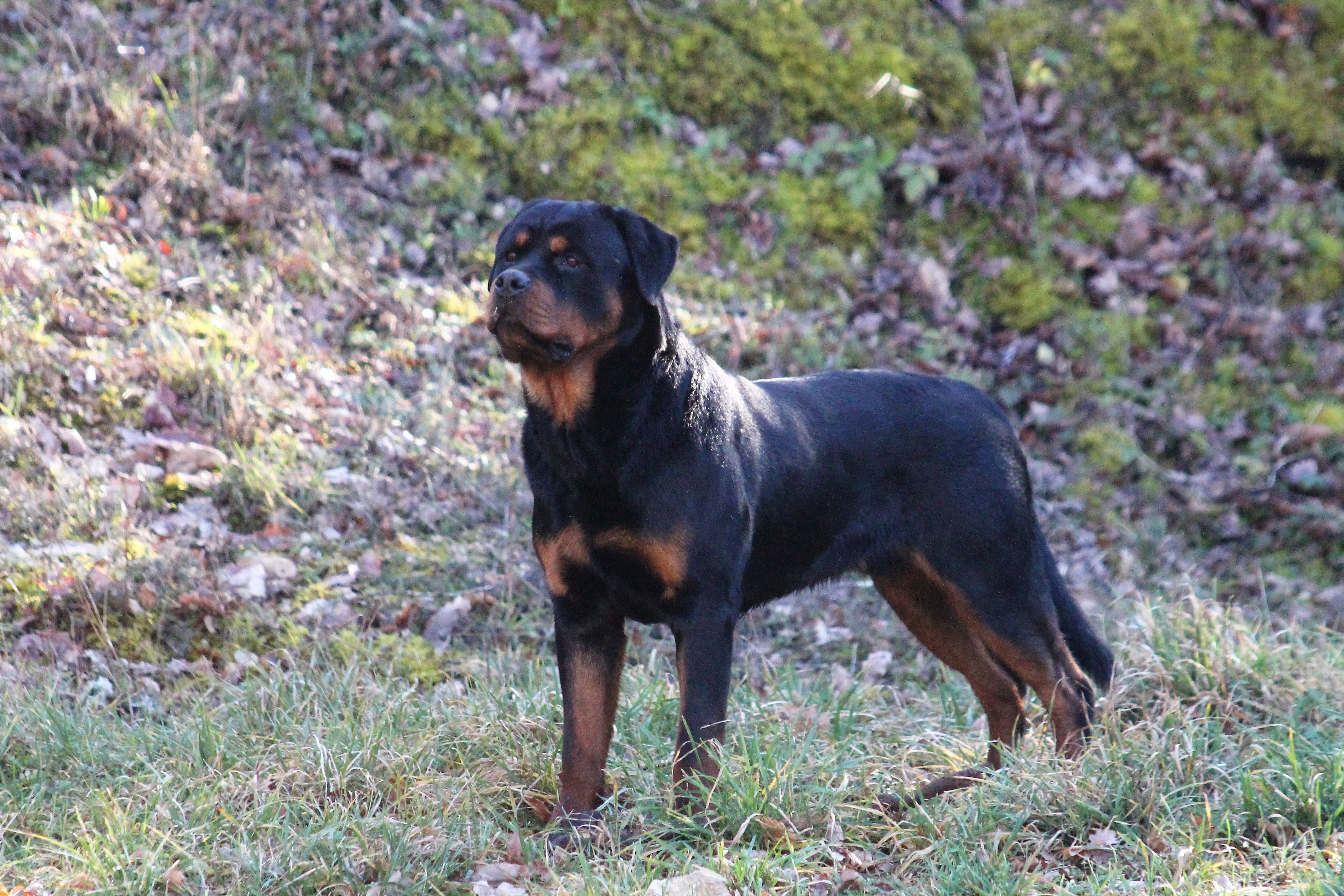 Pasco Agence d'animaux - Production audiovosuelle - Film, Tournage, Clip, Série - Agence Orphéa