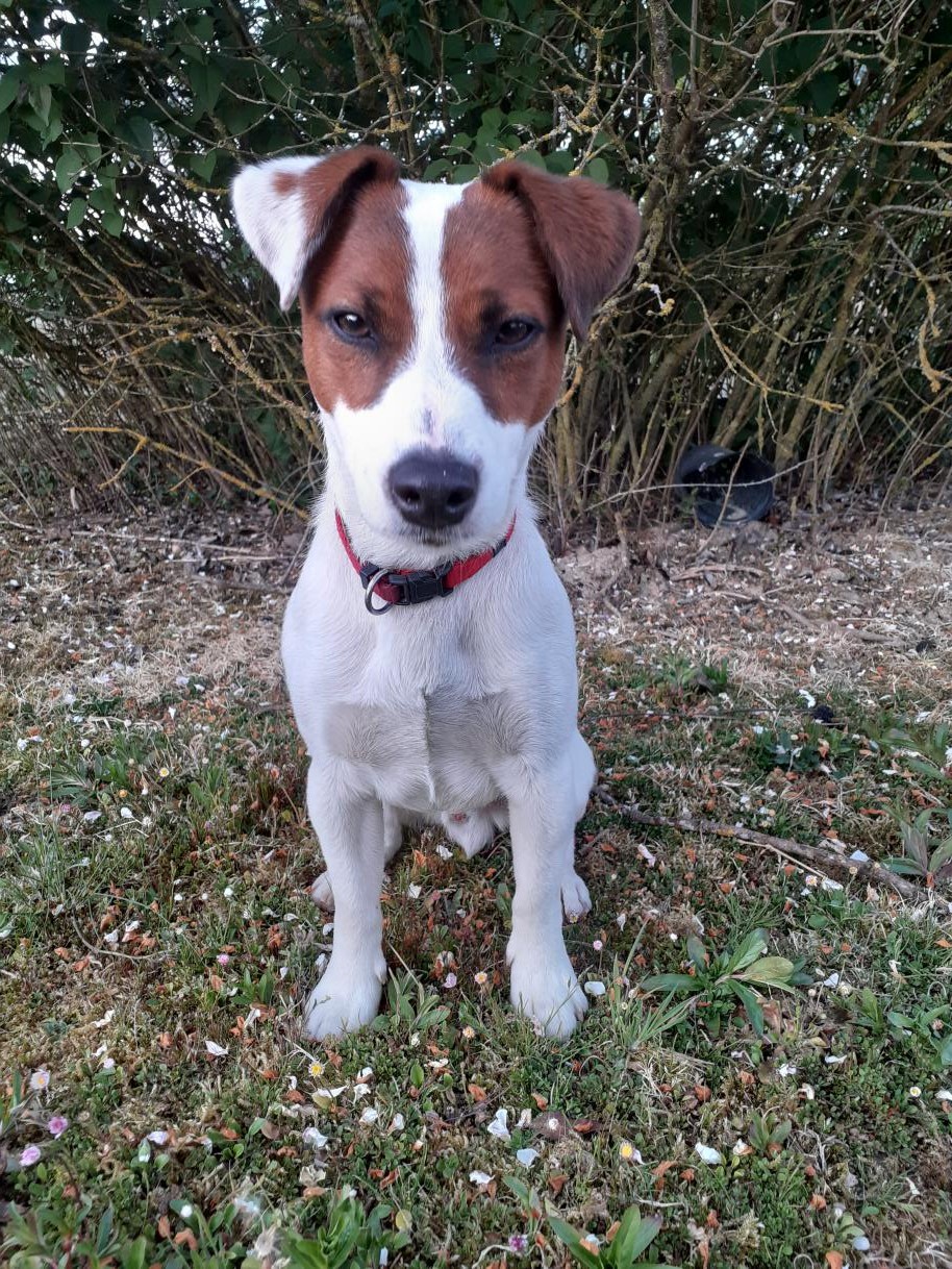 Raptor Agence d'animaux - Production audiovosuelle - Film, Tournage, Clip, Série - Agence Orphéa