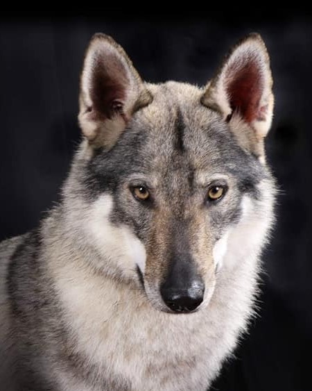 Nedenka Agence d'animaux - Production audiovosuelle - Film, Tournage, Clip, Série - Agence Orphéa