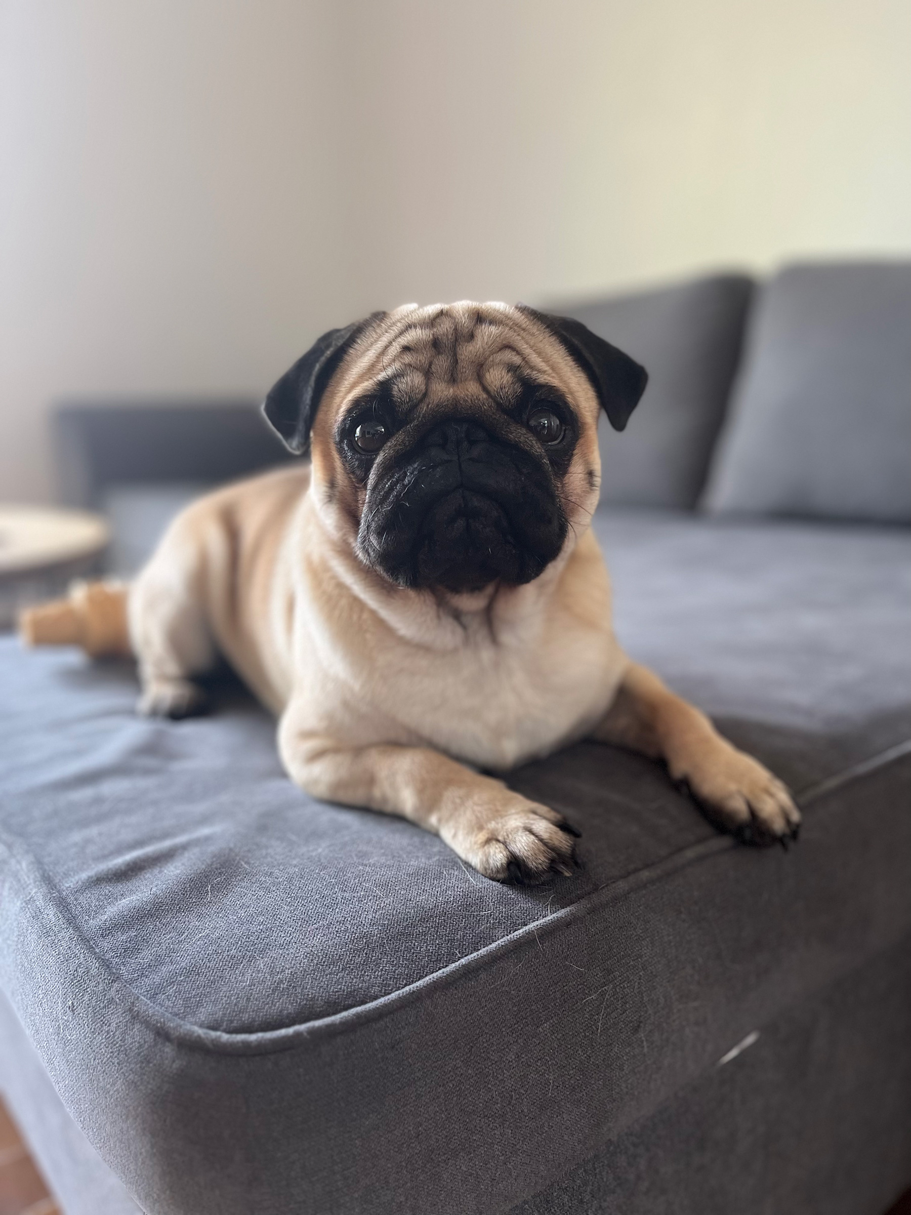 Boris Agence d'animaux - Production audiovosuelle - Film, Tournage, Clip, Série - Agence Orphéa