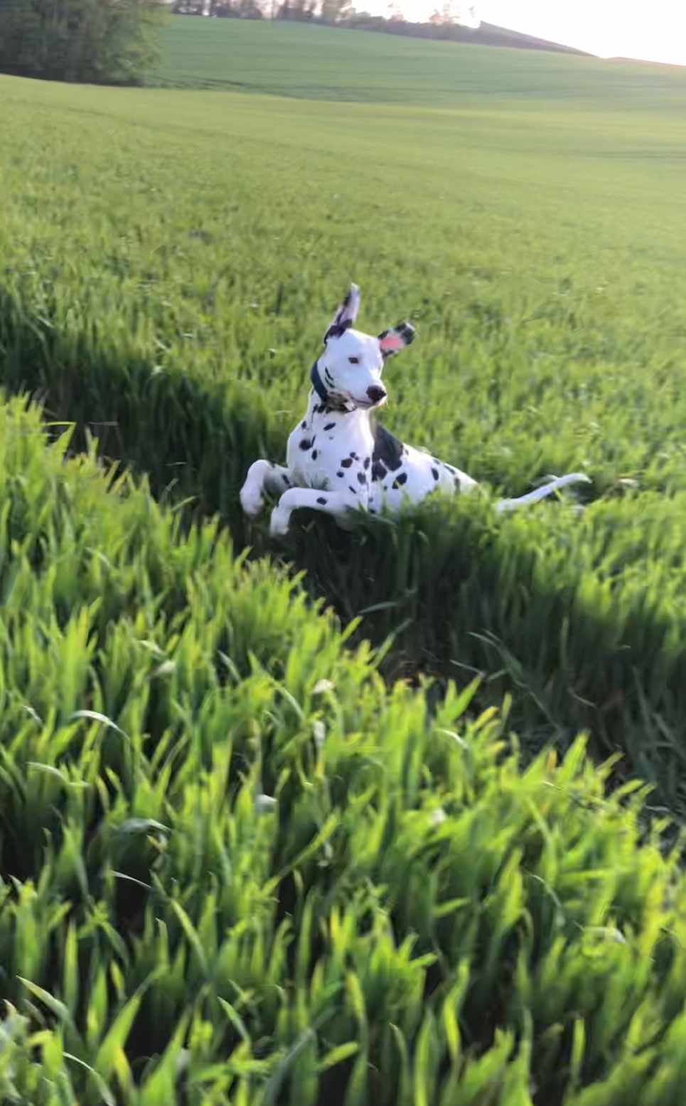 Volt Agence d'animaux - Production audiovosuelle - Film, Tournage, Clip, Série - Agence Orphéa