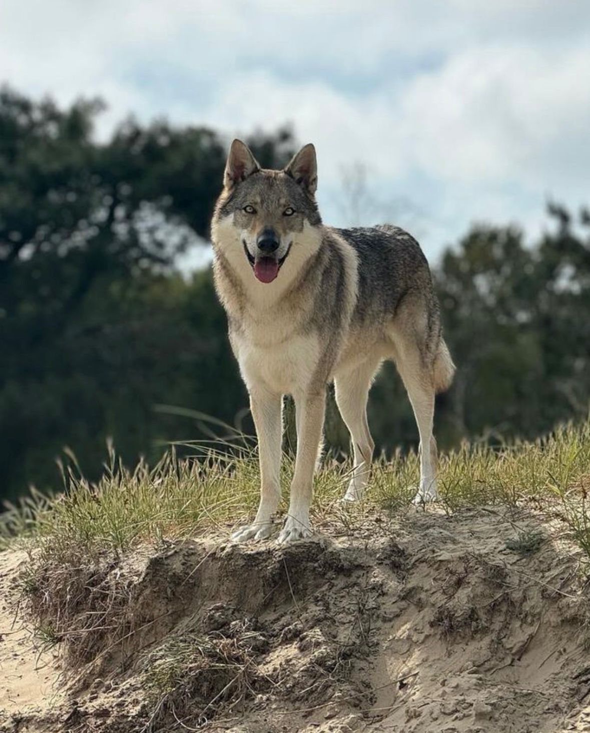 Seth Agence d'animaux - Production audiovosuelle - Film, Tournage, Clip, Série - Agence Orphéa