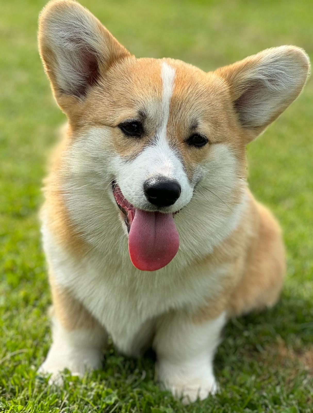 Vanilla Ice Cream Agence d'animaux - Production audiovosuelle - Film, Tournage, Clip, Série - Agence Orphéa