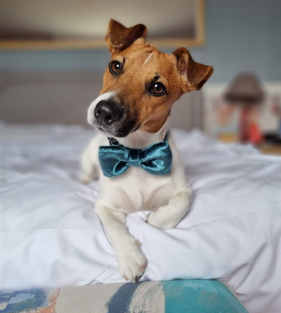 Watson Agence d'animaux - Production audiovosuelle - Film, Tournage, Clip, Série - Agence Orphéa