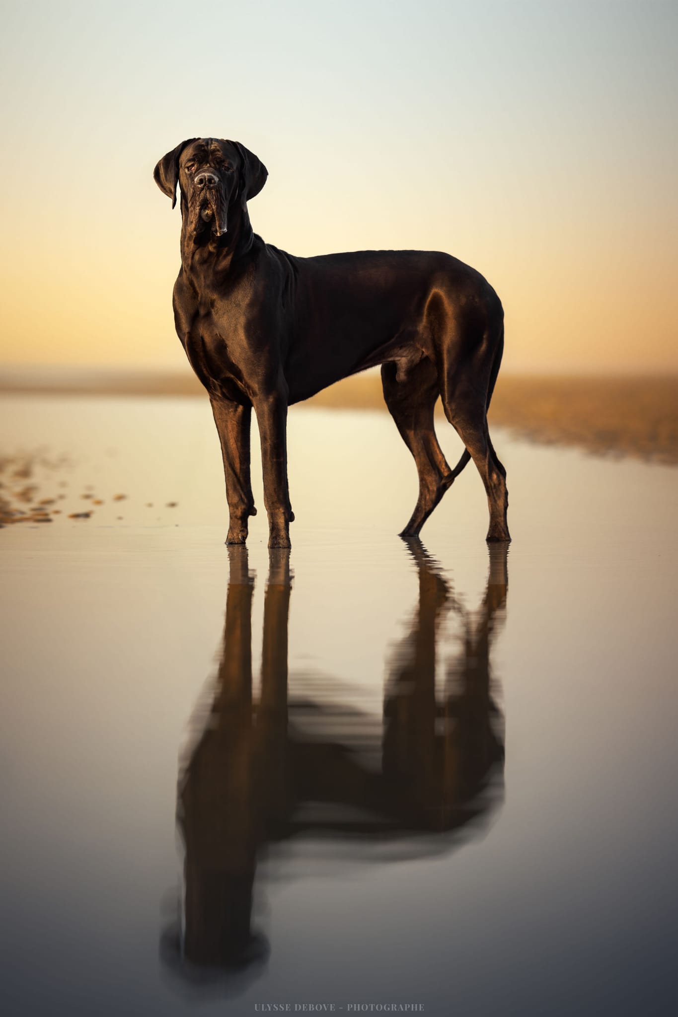 U2 Agence d'animaux - Production audiovosuelle - Film, Tournage, Clip, Série - Agence Orphéa