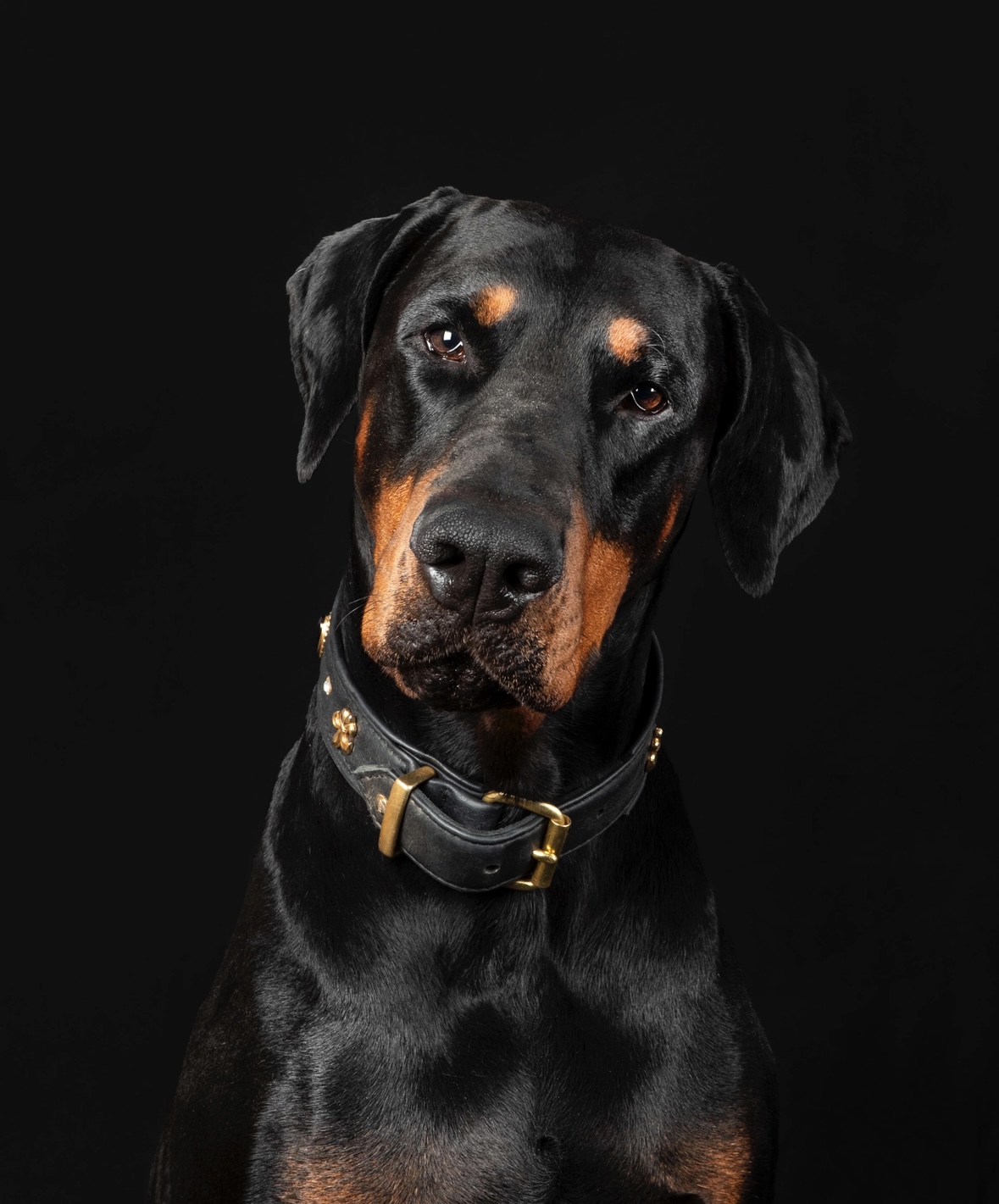 Loki Agence d'animaux - Production audiovosuelle - Film, Tournage, Clip, Série - Agence Orphéa