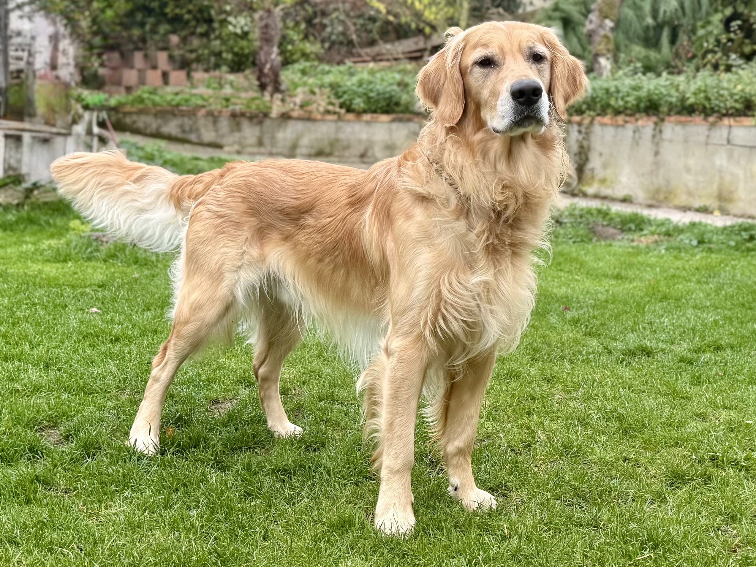 Tango Agence d'animaux - Production audiovosuelle - Film, Tournage, Clip, Série - Agence Orphéa