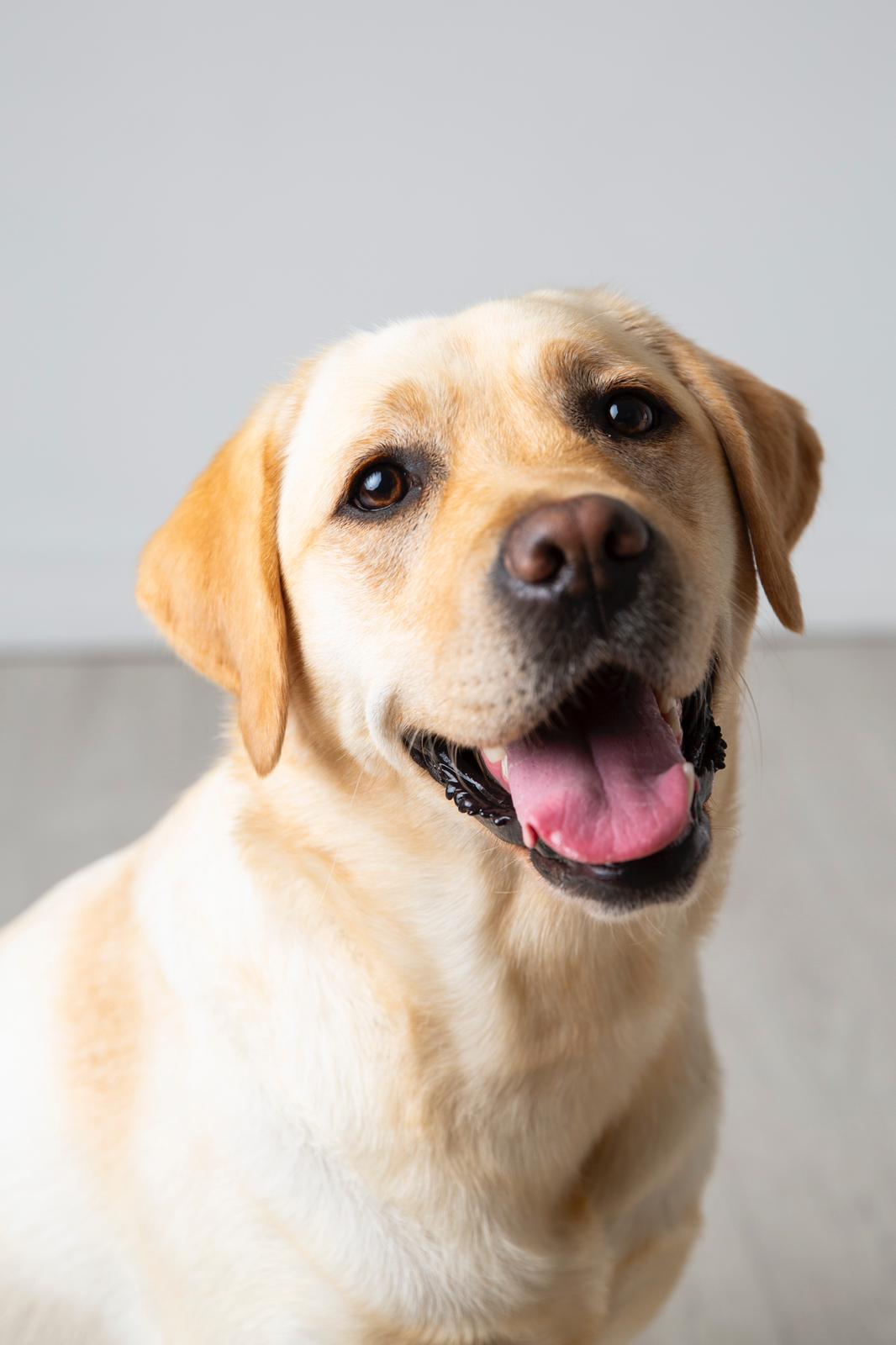 Lola Agence d'animaux - Production audiovosuelle - Film, Tournage, Clip, Série - Agence Orphéa