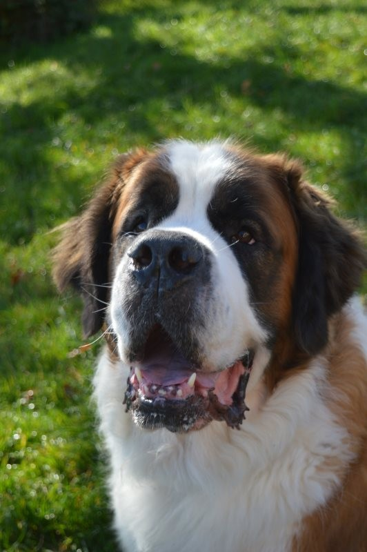 Soren Agence d'animaux - Production audiovosuelle - Film, Tournage, Clip, Série - Agence Orphéa