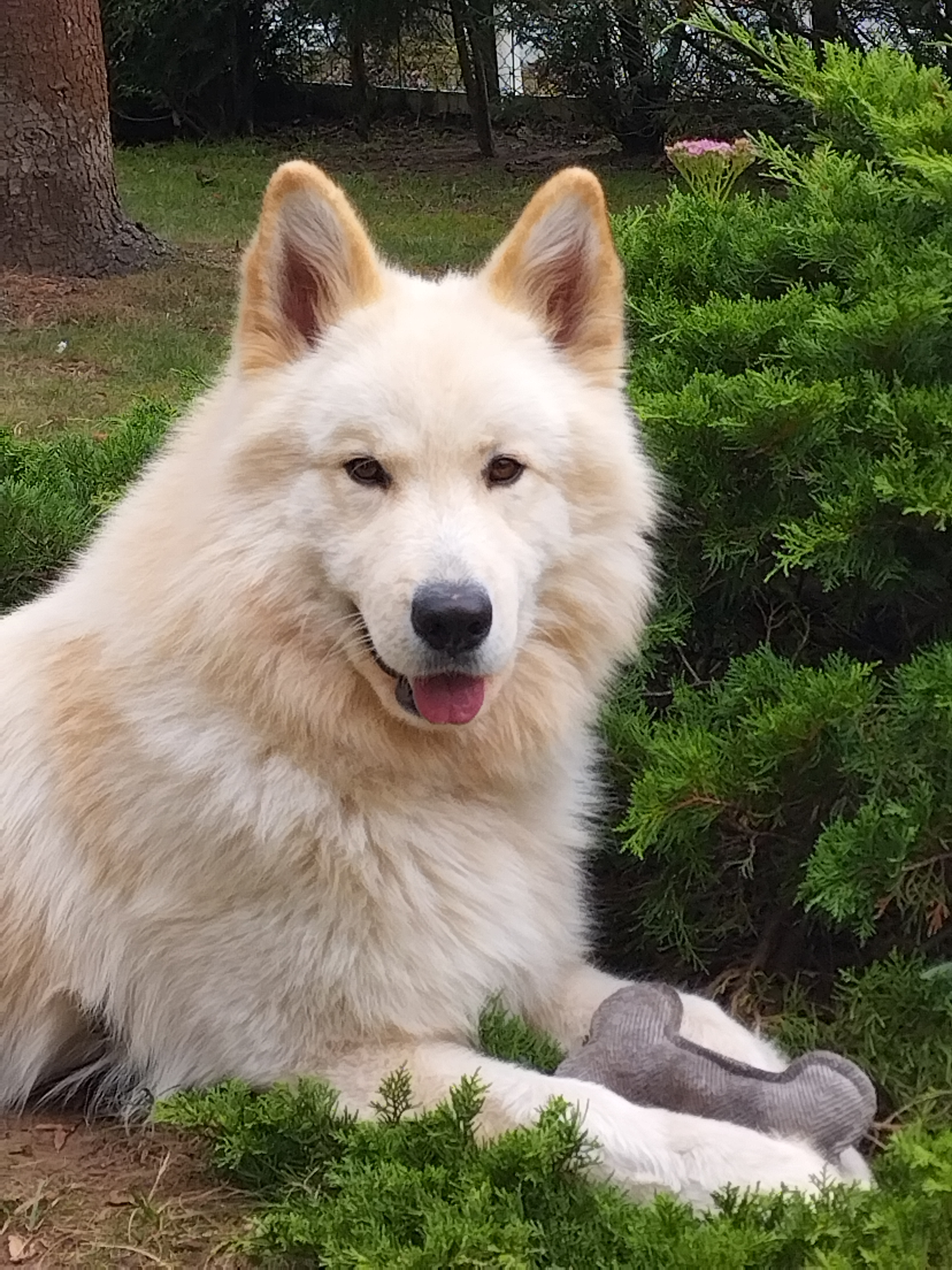 Vaillant Agence d'animaux - Production audiovosuelle - Film, Tournage, Clip, Série - Agence Orphéa