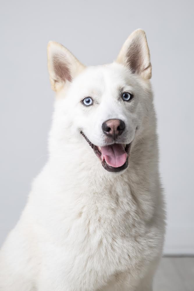 Sonic Agence d'animaux - Production audiovosuelle - Film, Tournage, Clip, Série - Agence Orphéa