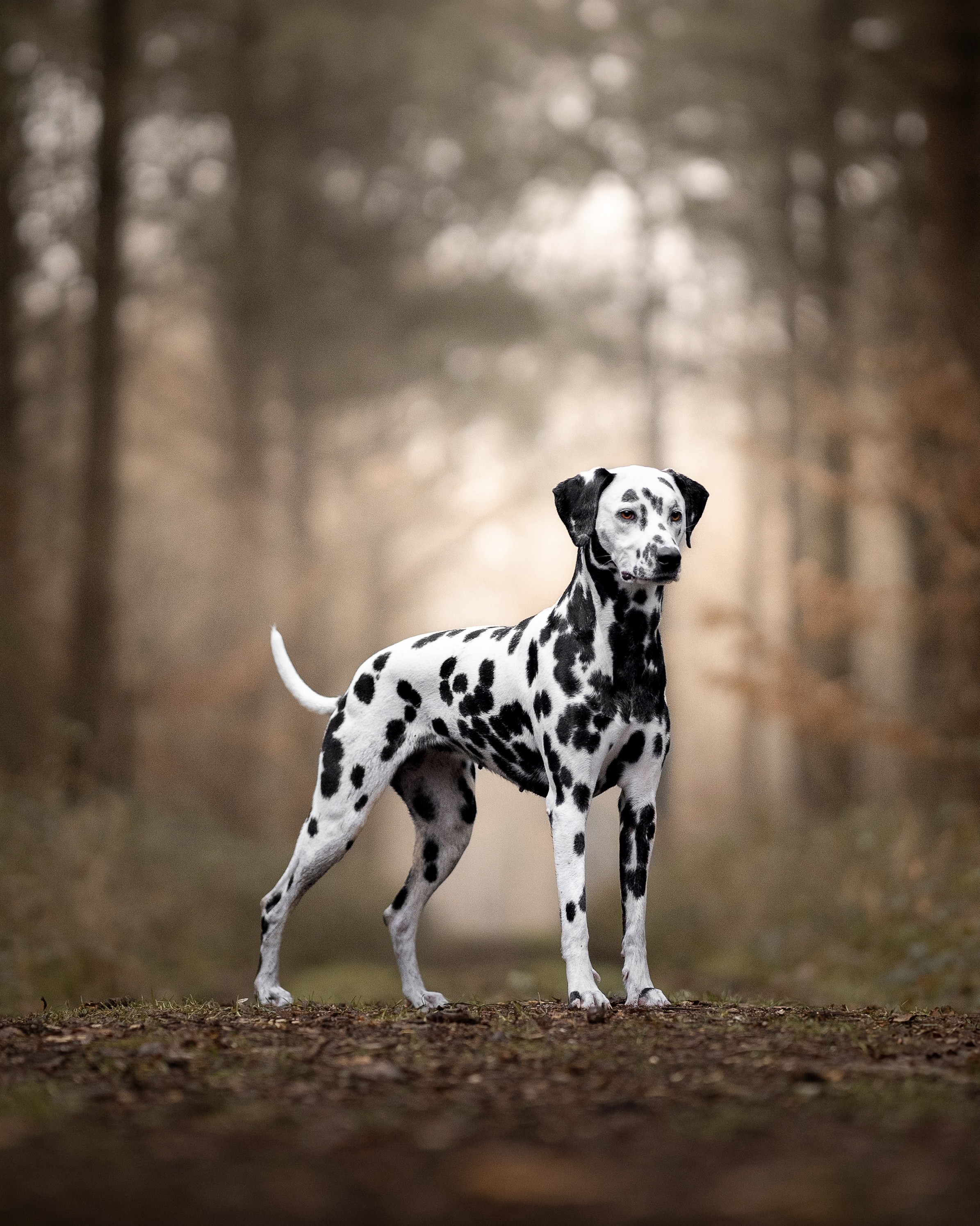 Seven Agence d'animaux - Production audiovosuelle - Film, Tournage, Clip, Série - Agence Orphéa