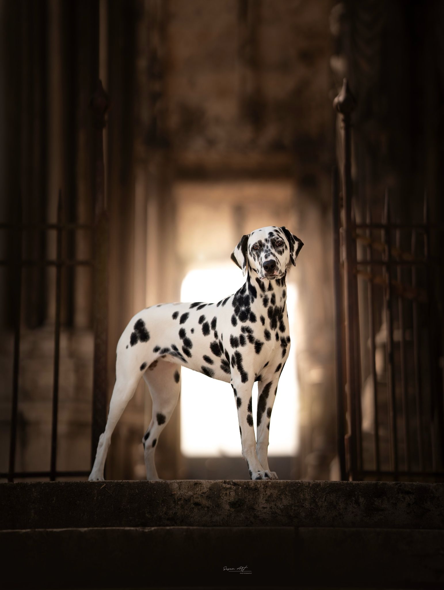 Vesper Agence d'animaux - Production audiovosuelle - Film, Tournage, Clip, Série - Agence Orphéa