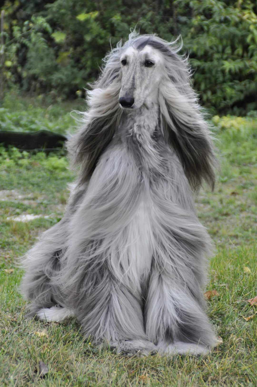 Phoenix Agence d'animaux - Production audiovosuelle - Film, Tournage, Clip, Série - Agence Orphéa