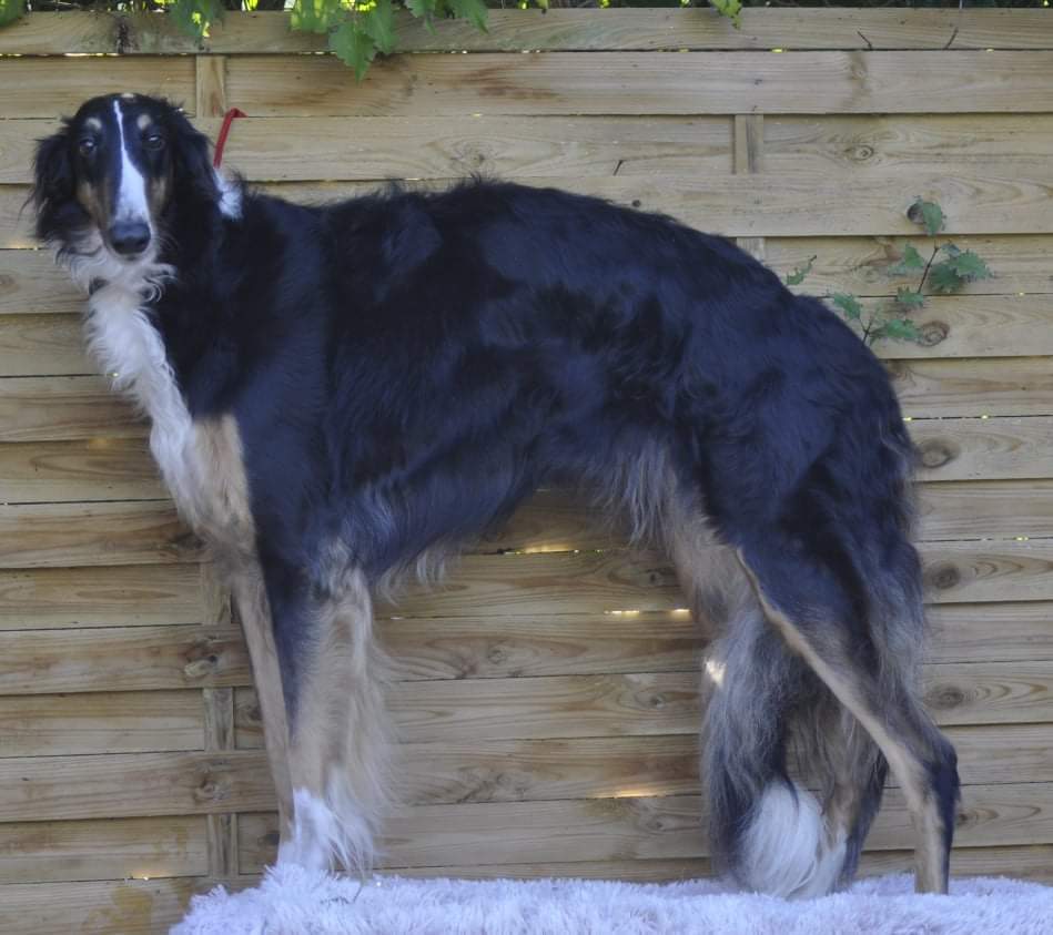 Shelby Agence d'animaux - Production audiovosuelle - Film, Tournage, Clip, Série - Agence Orphéa