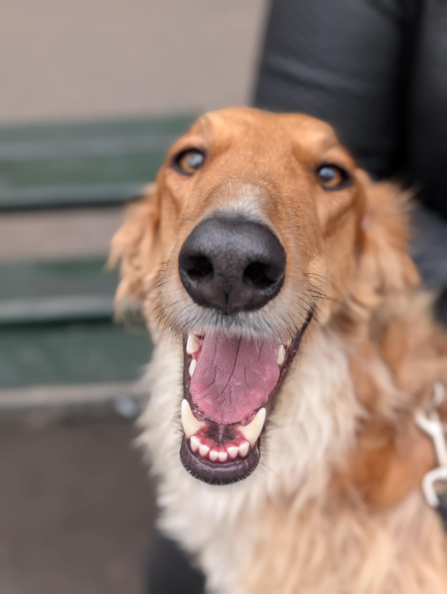 Uyennefer Agence d'animaux - Production audiovosuelle - Film, Tournage, Clip, Série - Agence Orphéa